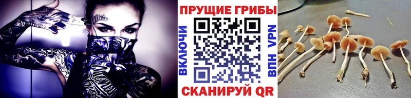 Псилоцибиновые грибы прущие грибы Махачкала